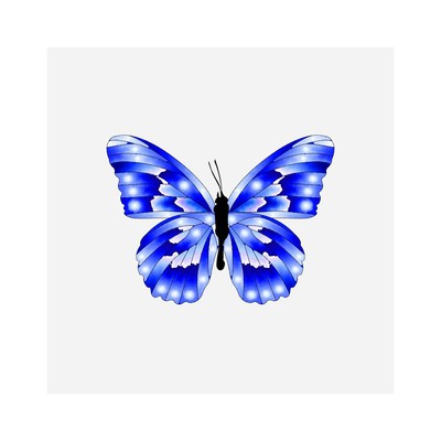 danaus glaciesii   julien leonard dots art