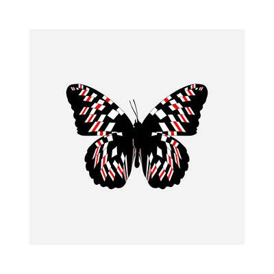 danaus vitrii   julien leonard dots art
