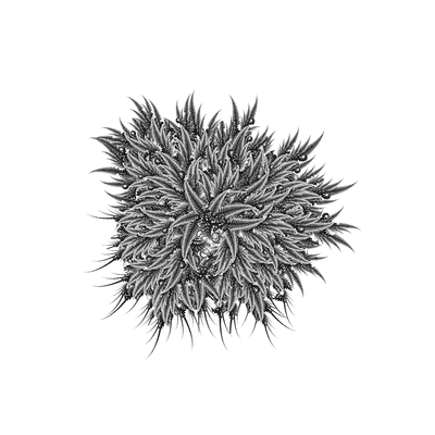 furry fly   julien leonard dots art