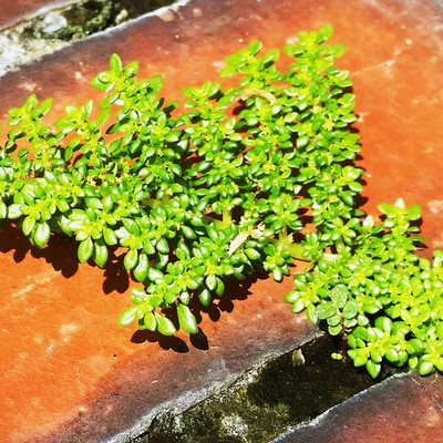 inspiration_ micro jungle_ spreading   julien leonard dots art