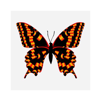 papilio machaon blackfirii   julien leonard dots art